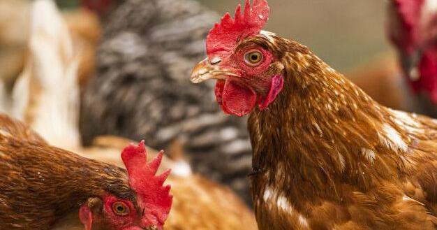 Highly contagious bird flu found in 4th Wisconsin flock, authorities say