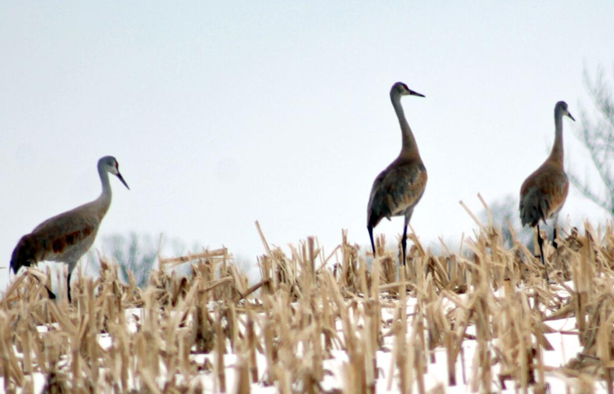 Searching for spring (copy)