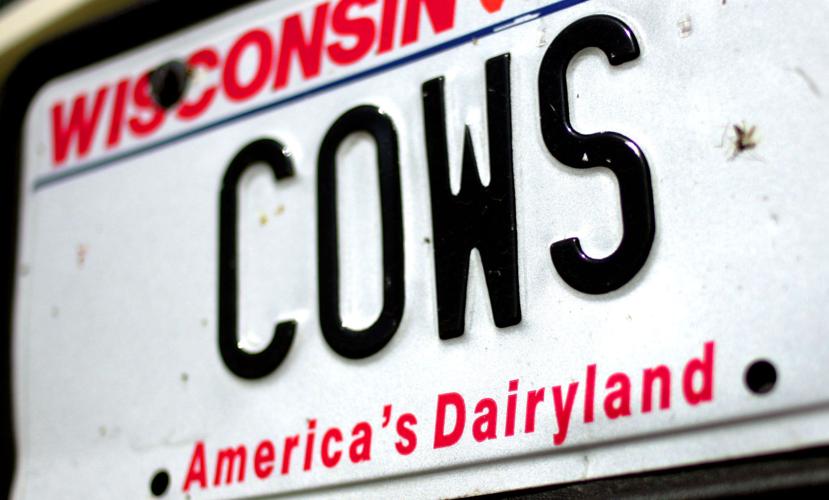 America's Dairyland license plate "COWS"