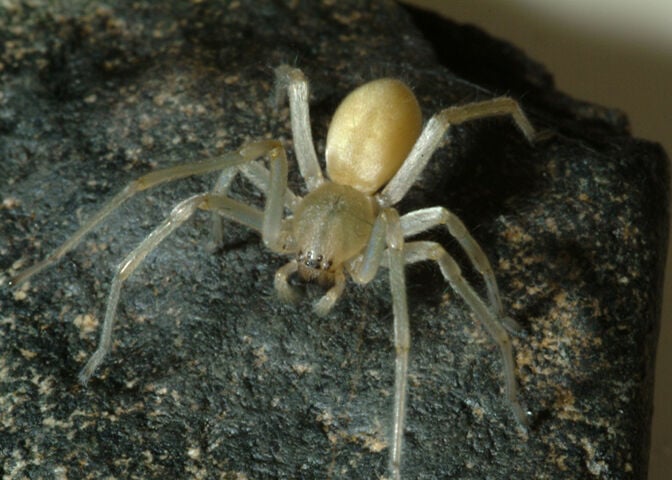 Which Utah spiders to be worried about, and which ones not to fear