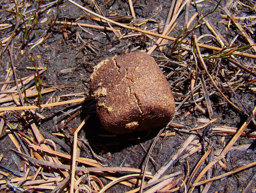 Why is wombat poop cubed? Scientists finally think they know the answer