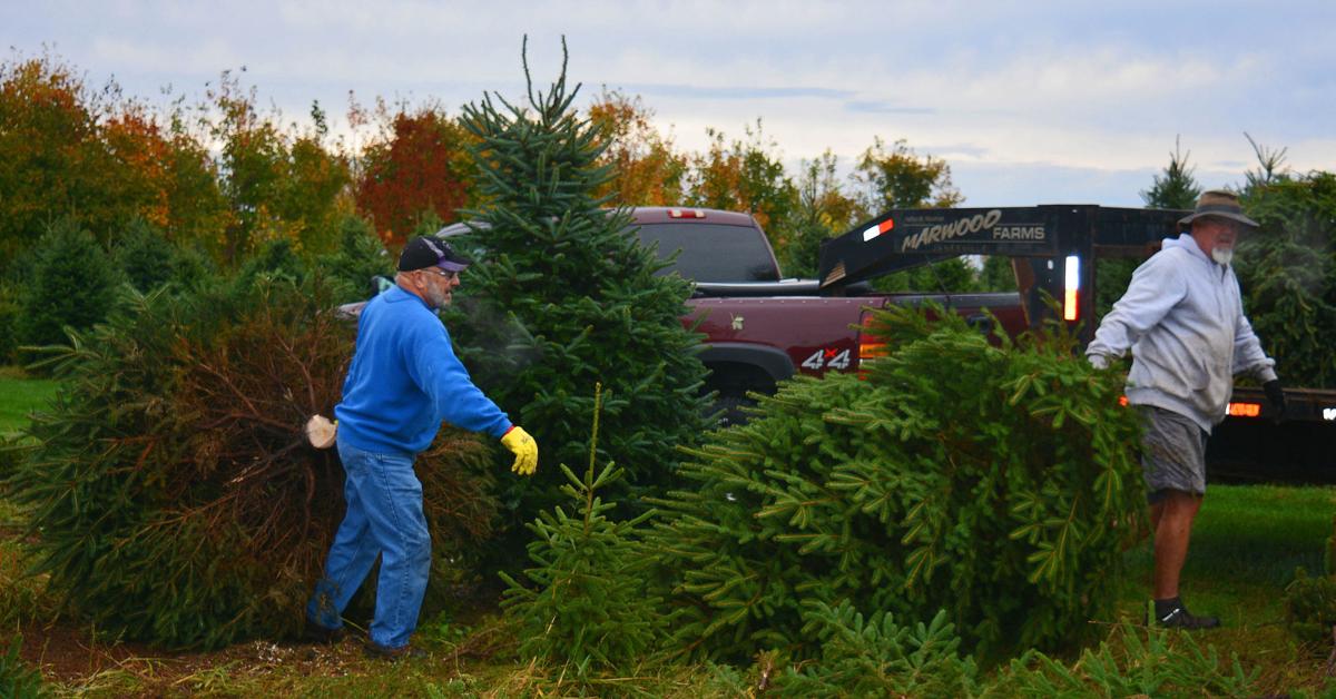 Simple Is Best At Stoughton Tree Farm Madison Com