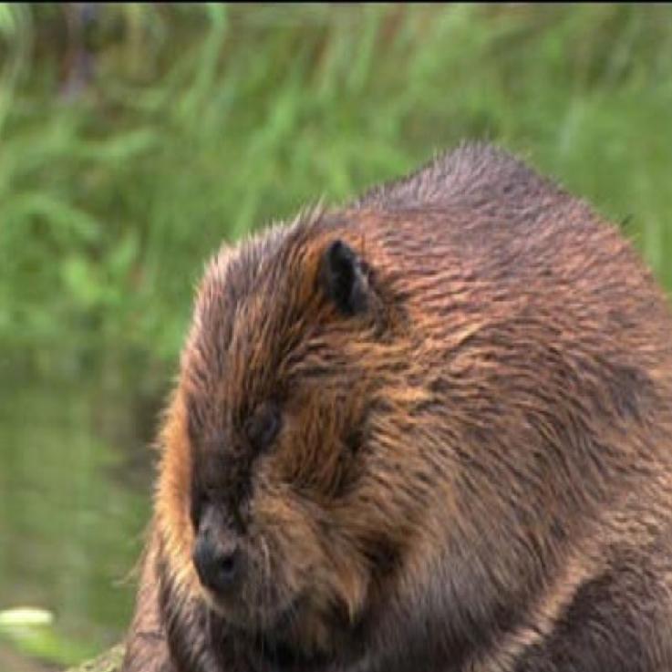 Patricia Randolph S Madravenspeak Wisconsin Hates Wildlife