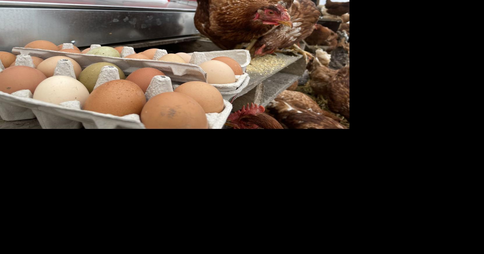 You can now have 8 chickens in your yard in Madison