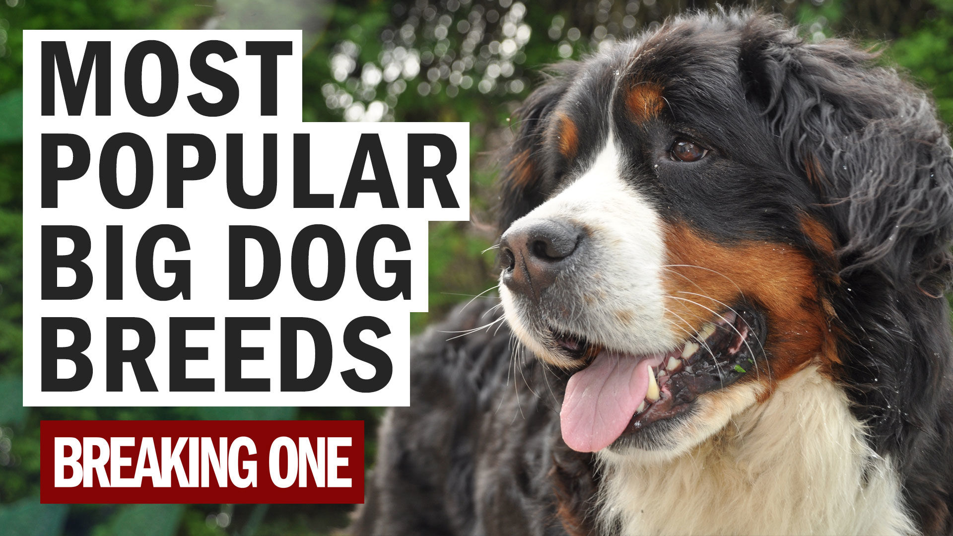 most popular big dog breeds