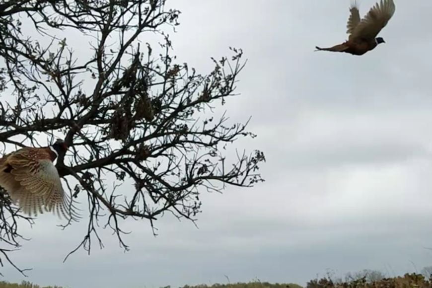 DNR Announces Changes To Ring-Necked Pheasant Stocking For Fall 2026