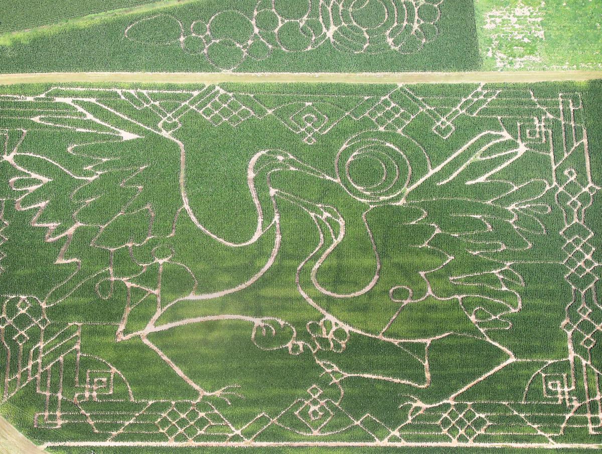 Cranes In The Corn Maze Design Celebrates Sandhill And Whooping Cranes Madison Com