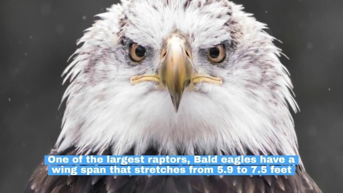 Bald Eagle Facts