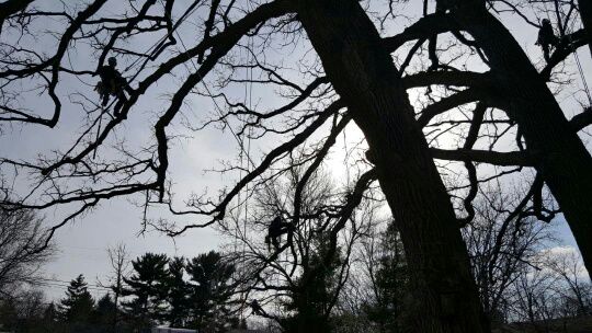 Shadow climber.jpg