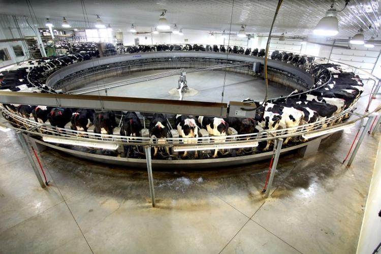 factory farm (Day 1) No. 6