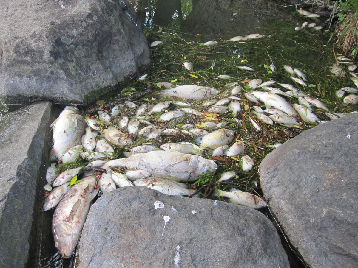 Fish kill on Madison's lakes likely caused by rapid rise ...