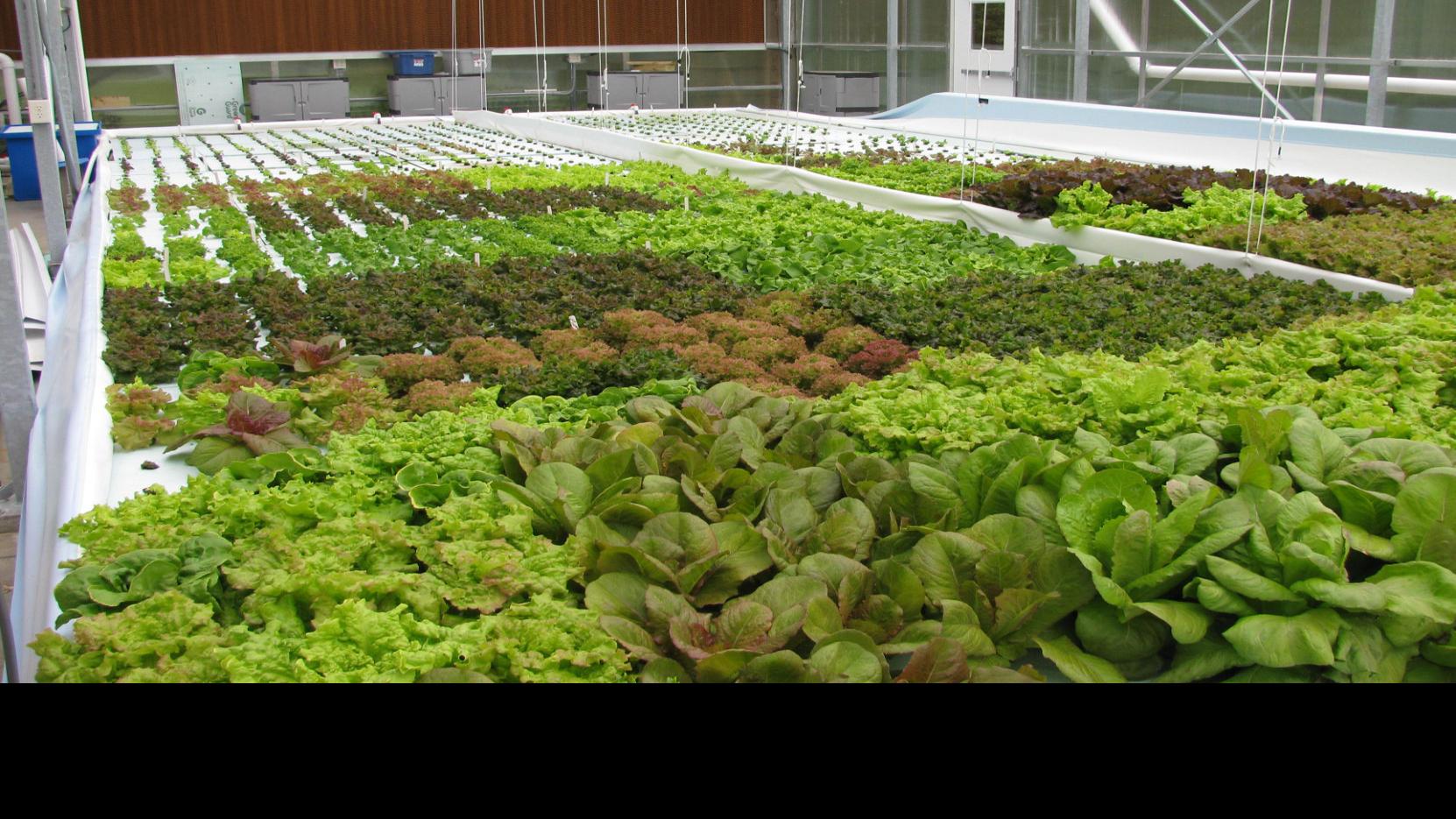 Tank To Table Aquaponics Business Aims To Set Up In An East Wash