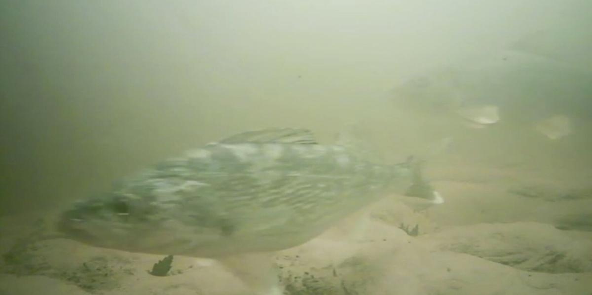 Professional Ice/Sea/Lake/River Underwater Fishing Camera 7 HD