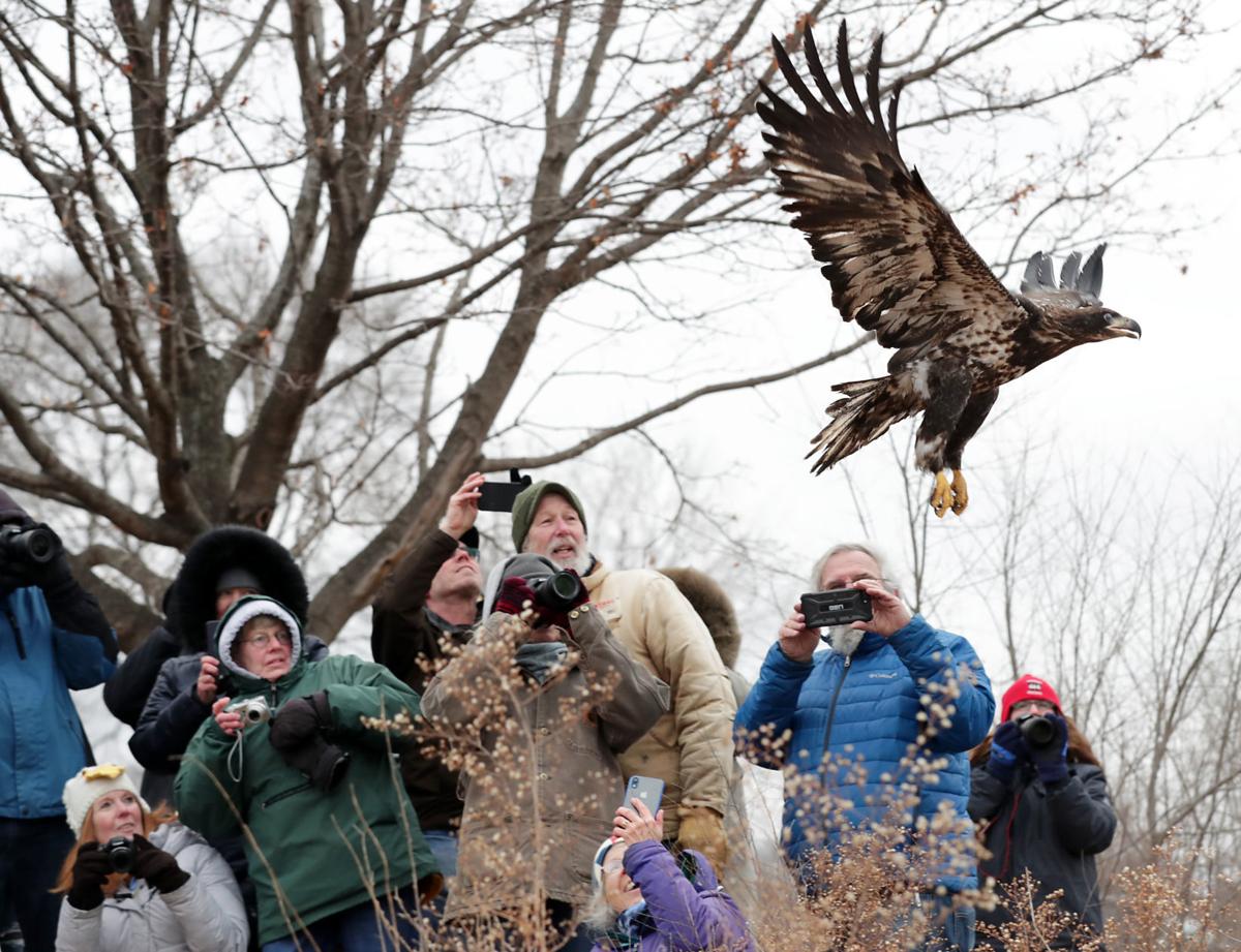 Eagles Soar After Release But One Is Recaptured After Eye