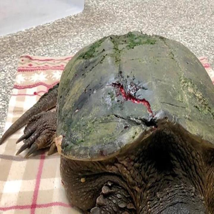 Turtles And Vehicles Don T Mix Dane County Humane Society