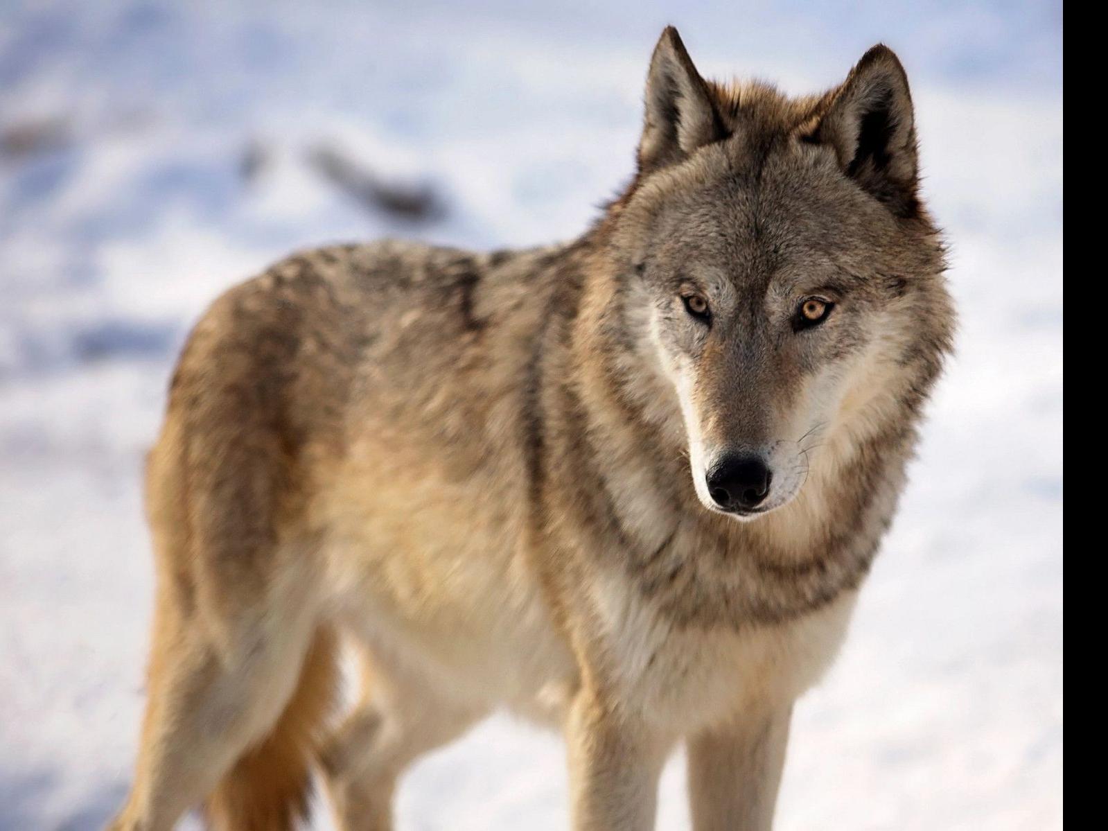 A Guide To The Legal Battles Over Wisconsin S Wolf Hunt Local Government Madison Com