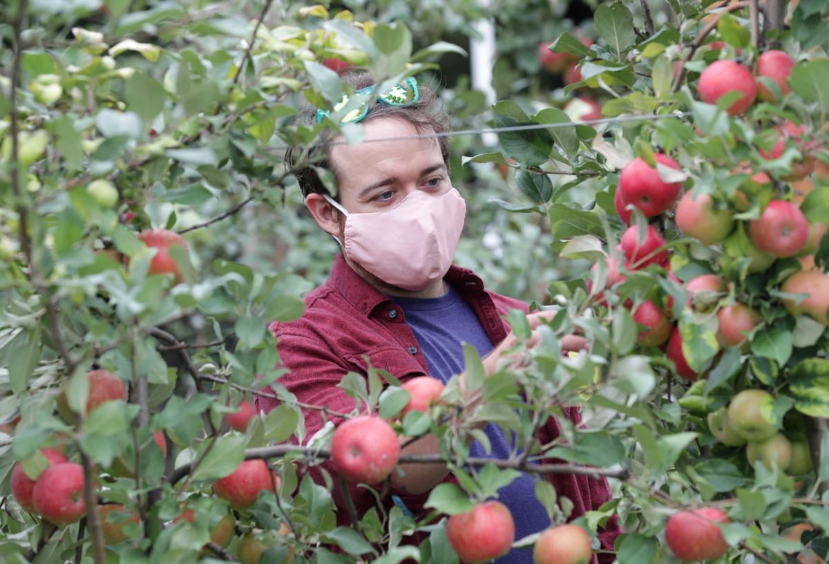 Madison Area Pick Your Own Apple Orchards See A Boom In Business Amid Covid 19 Business News Madison Com