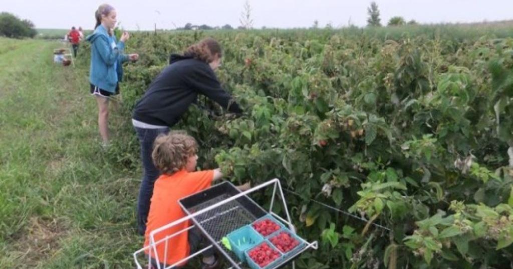 Faced with a new invasive fly, some Wisconsin raspberry growers give up