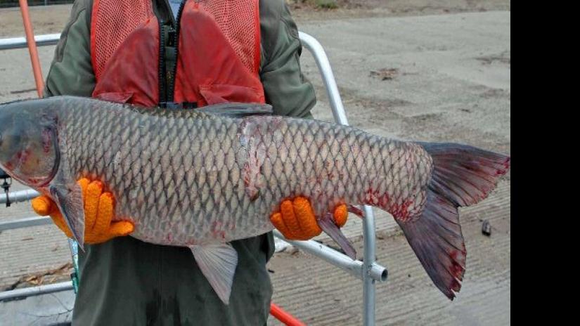 Grass Carp Found In Wisconsin River For First Time Dnr Official Says Science Environment Madison Com