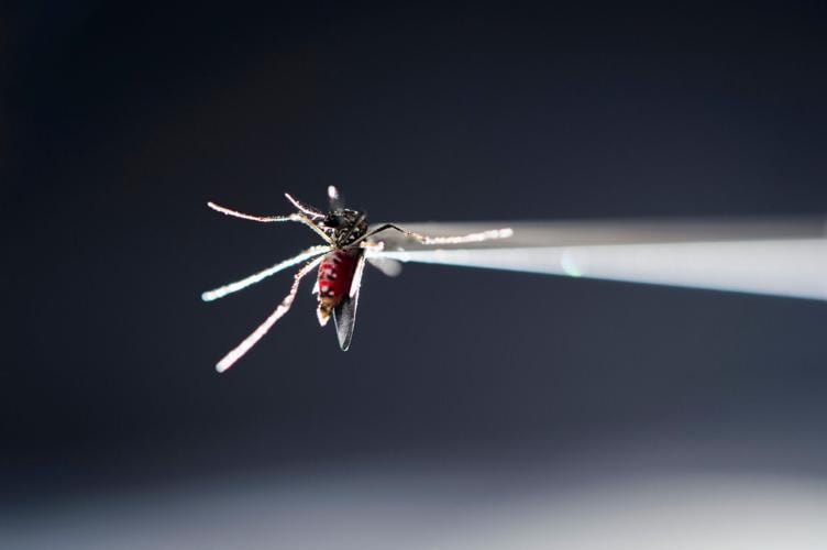 Zika infections can cause significant developmental problems
