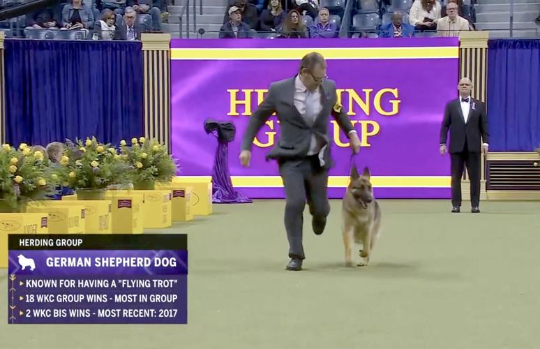 Mercedes takes Reserve Best in Show at Westminster dog show