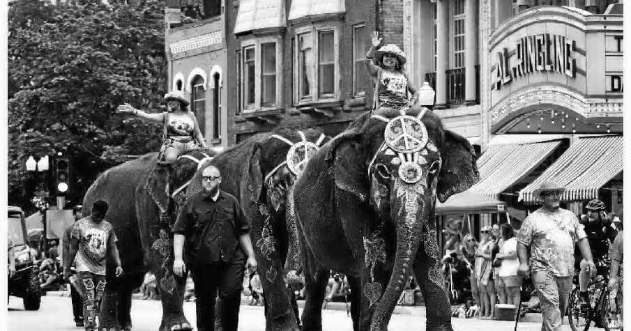 Elephants in spotlight one last time - Vimarsana News