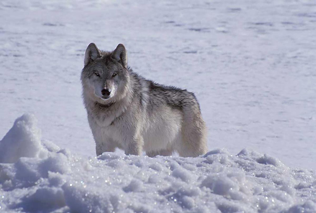 pack of gray wolves hunting