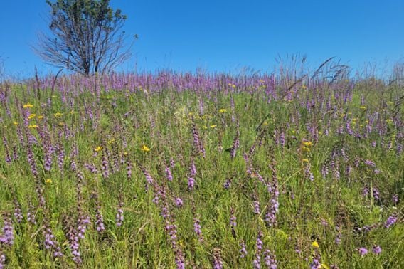 DNR Celebrates 75 Years Of State Natural Areas