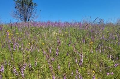 DNR Celebrates 75 Years Of State Natural Areas