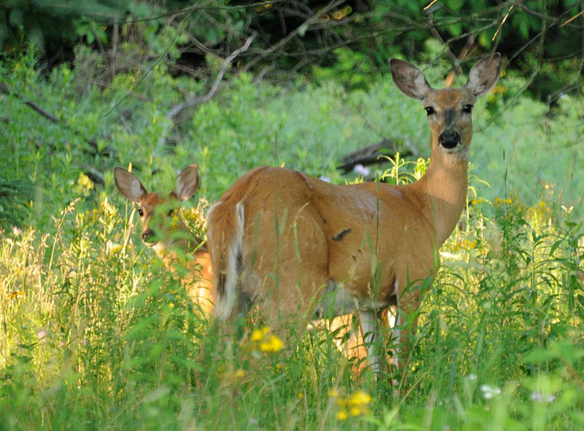 Patrick Durkin North Woods Oaks Don T Stand Chance Against Deer Herd Outdoors Madison Com