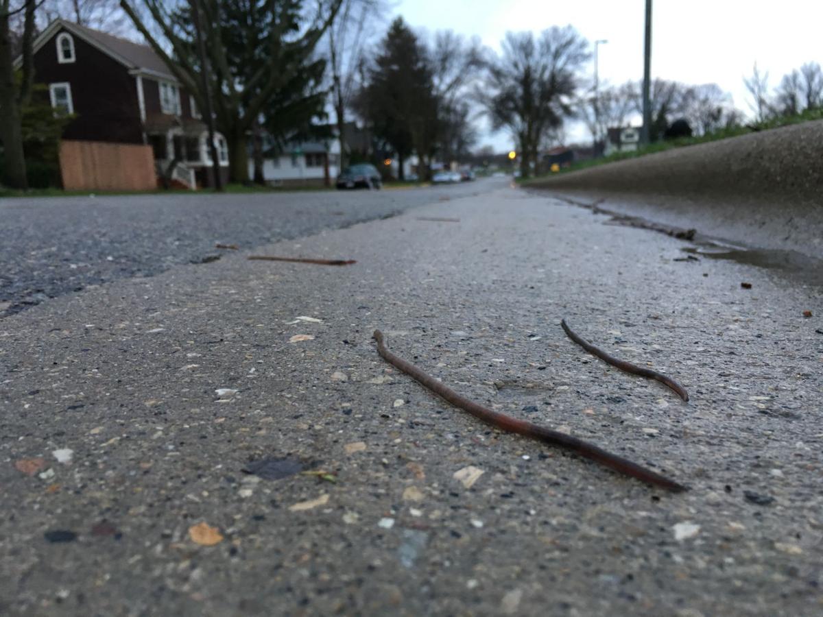 Just Ask Us Why Do Worms Come Out Onto The Pavement After It Rains Just Ask Us Madison Com Just Ask Us Why Do Worms Come Out Onto The Pavement After It Rains Just Ask Us Madison Com