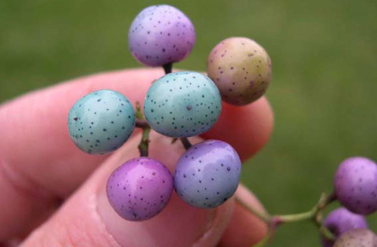 Porcelain berry