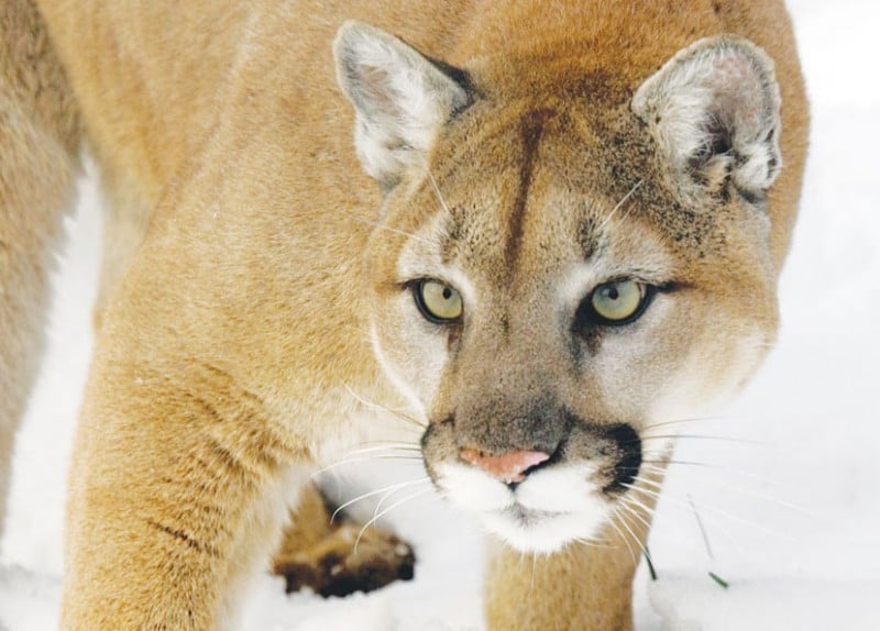 Photo gallery Cougars in Wisconsin Science & Environment