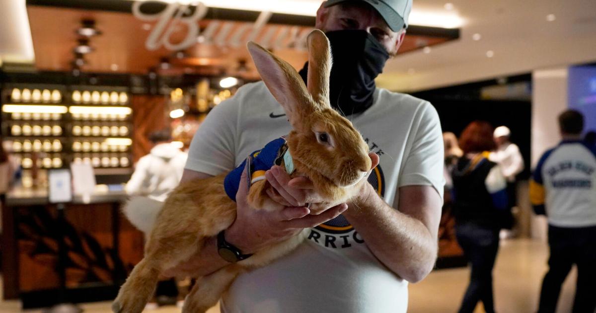 Beloved ballpark therapy bunny Alex the Great has died