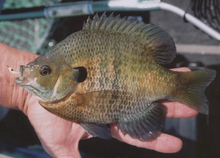Hot Summer Bluegill Fishing Tips And Techniques