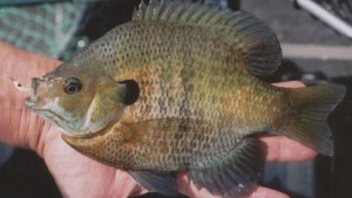 Cool Tips For Hot Summer Panfishing Outdoors Madison Com