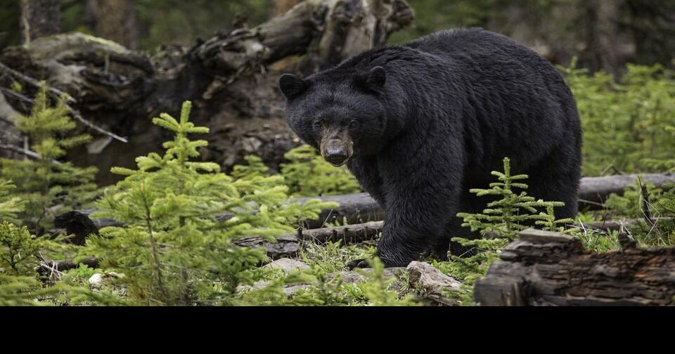 There are more black bears in Wisconsin and more hunters requesting a license