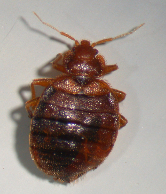 bed bug problem