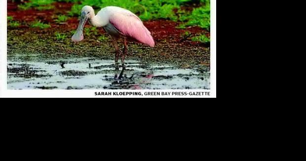 Rare visitor draws a crowd - Vimarsana News