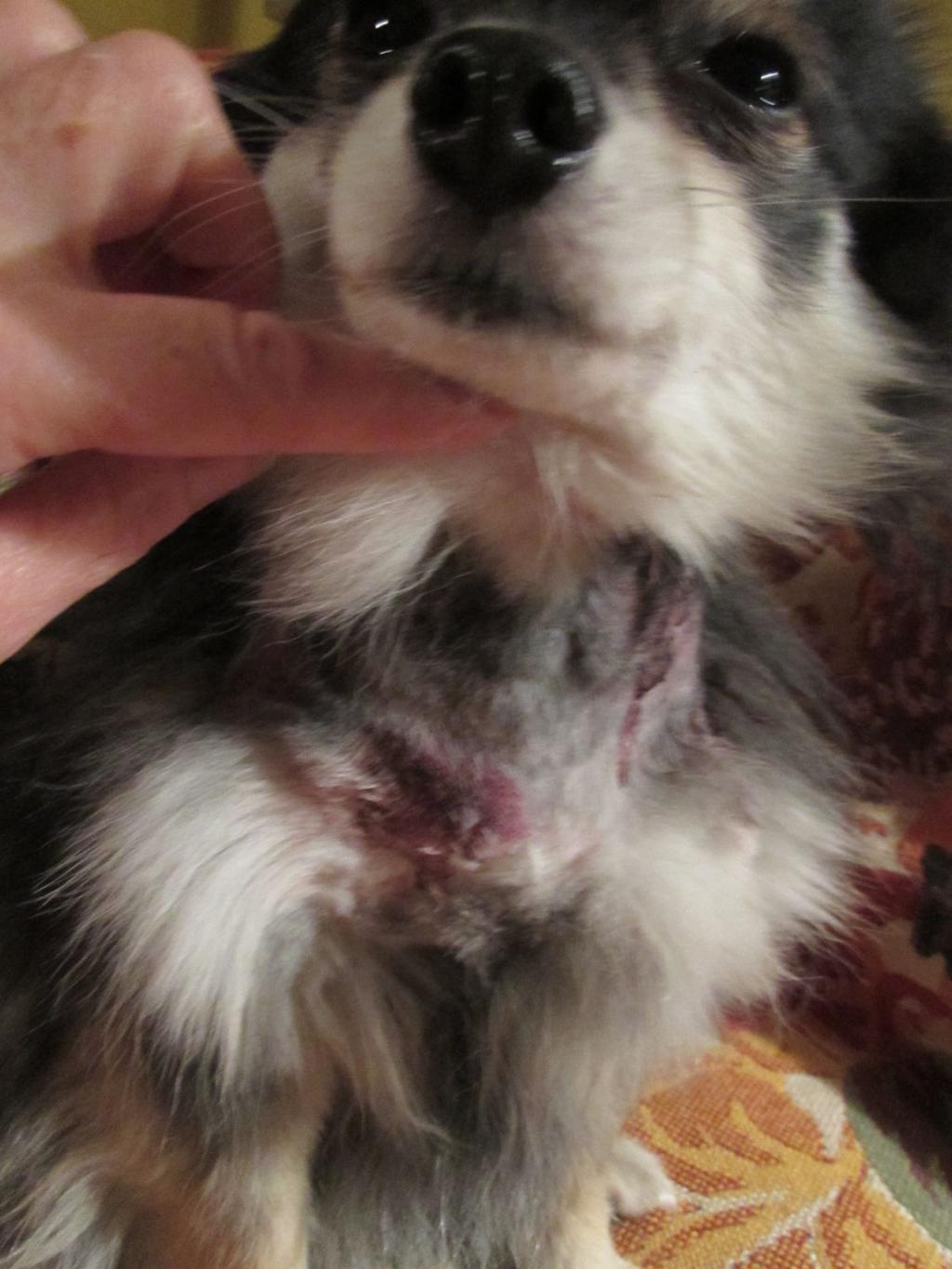 coyotes animals facts on Coyote Attacks Put Madison East Side Pet Owners On Edge Local News Madison Com