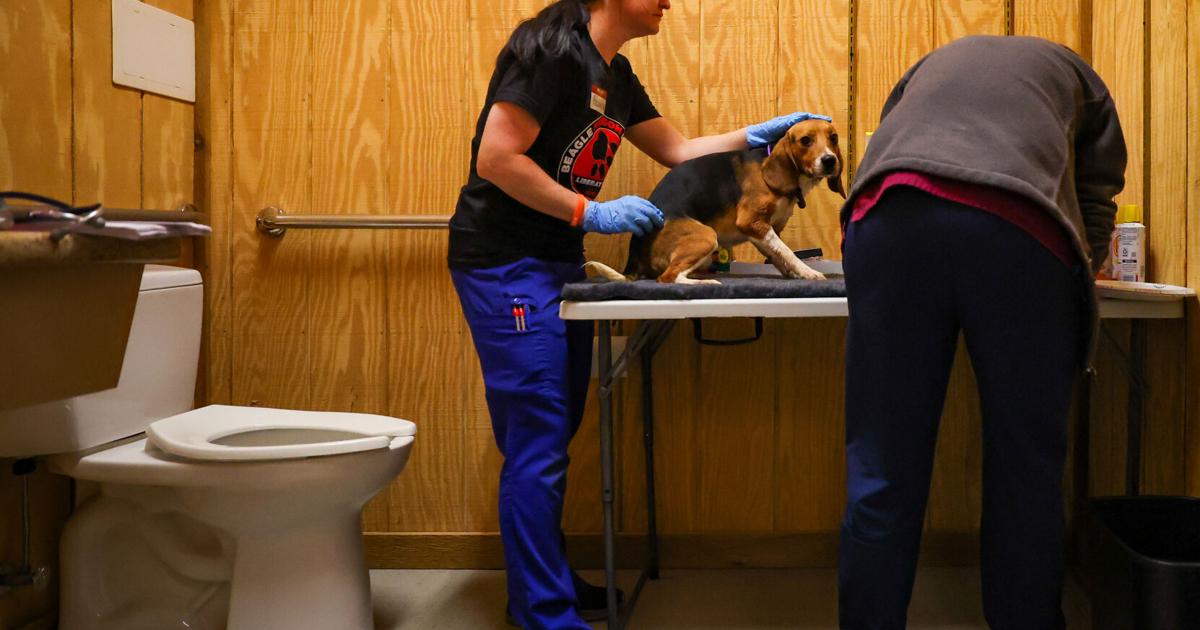 Photo of the day: Getting resourceful to handle Ridglan beagles