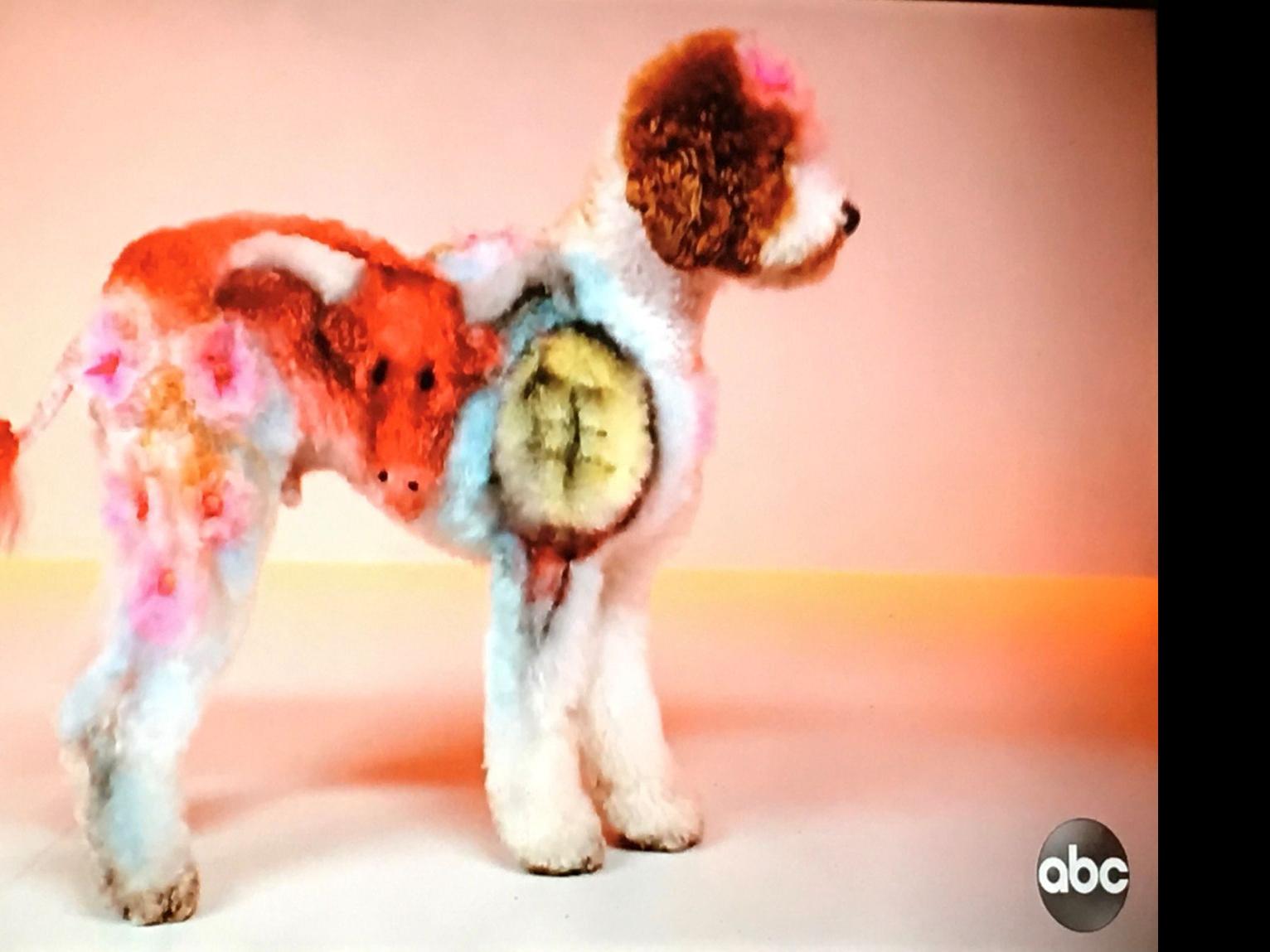 Pooch Perfect Halloween Dog 2022 Fitchburg Dog Groomer Makes The Cut On Pooch Perfect Tv Show Television Madison Com