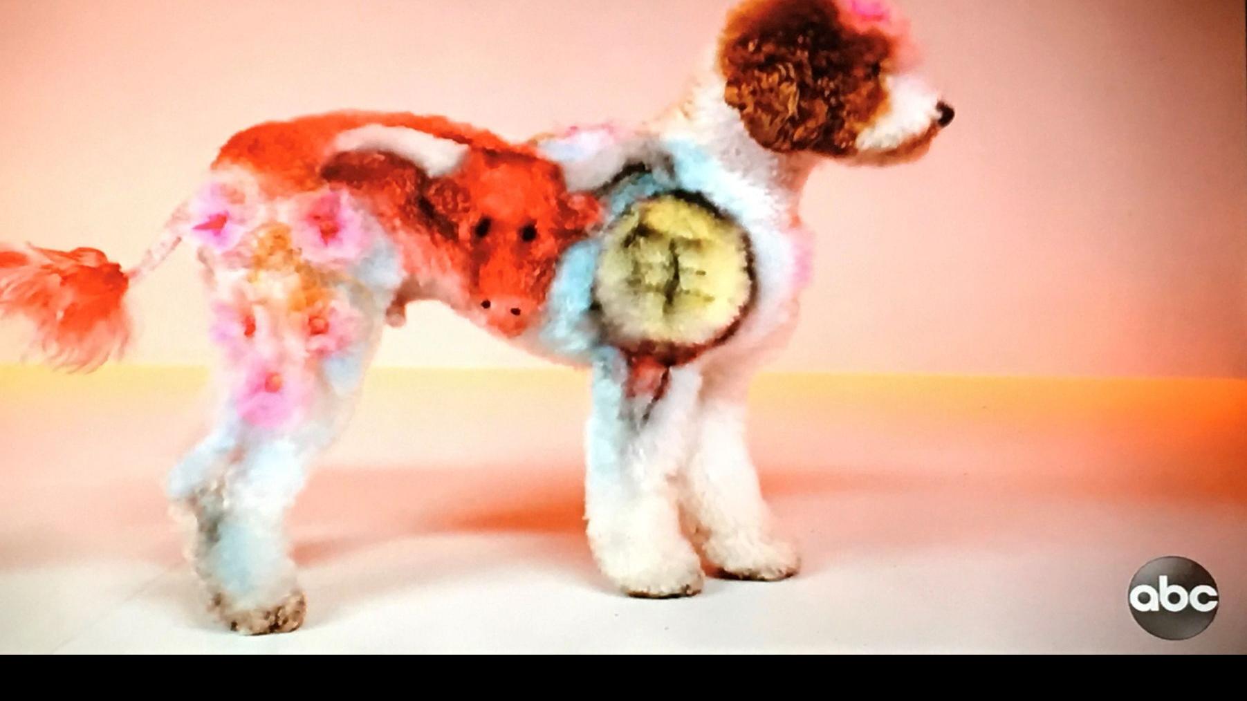 Fitchburg Dog Groomer Makes The Cut On Pooch Perfect Tv Show Television Madison Com