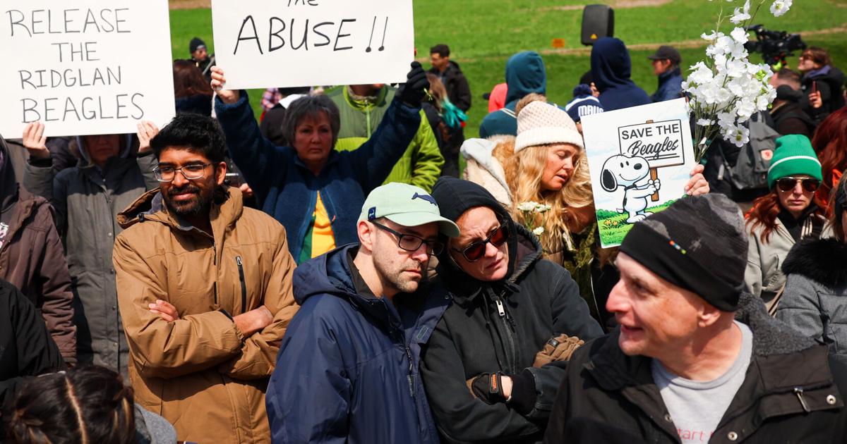 Highgate Rabbit Farm Protest Complete coverage: Ridglan Farms beagle controversy