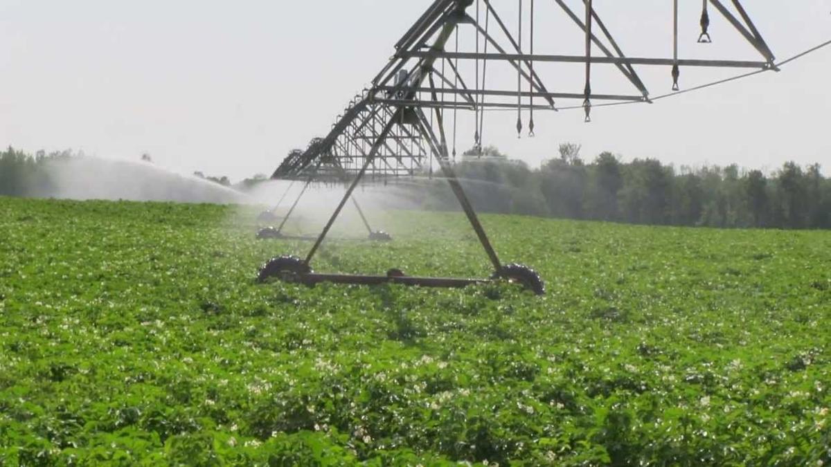 Irrigation in potato field