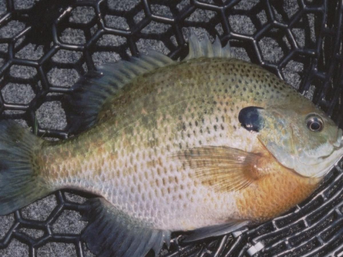 Engberg Get Set For Great Panfishing Outdoors Madison Com