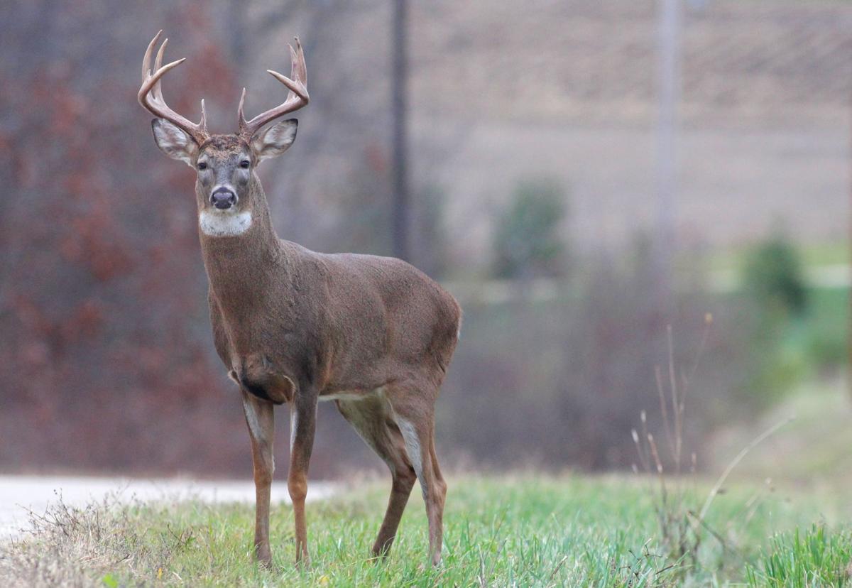Buck