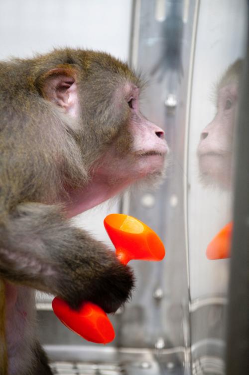 monkey_diet_study09_5766