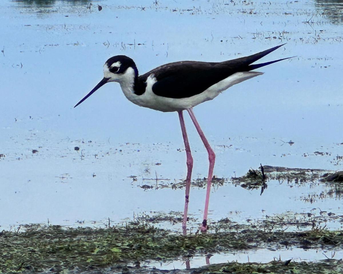 Black-Necked Stilt Numbers Soar In Wisconsin
