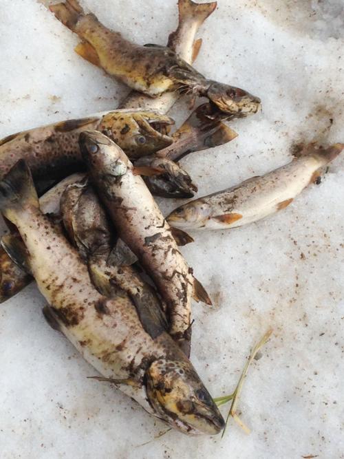 Trout from Castle Rock Creek